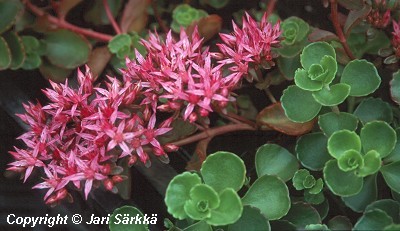  Sedum spurium Coccineum